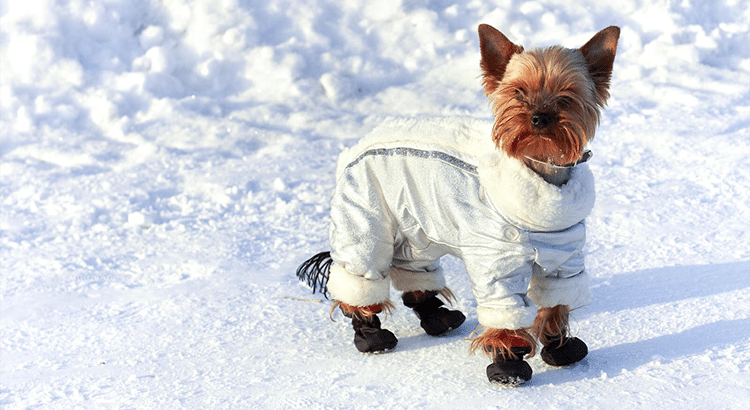 Terrier little dog standing in the snow with booties and jacket on
